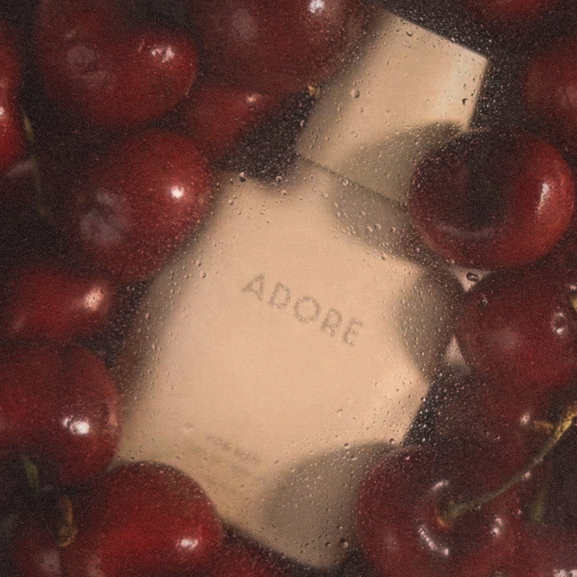 Bunga Mekar Tengah Malam